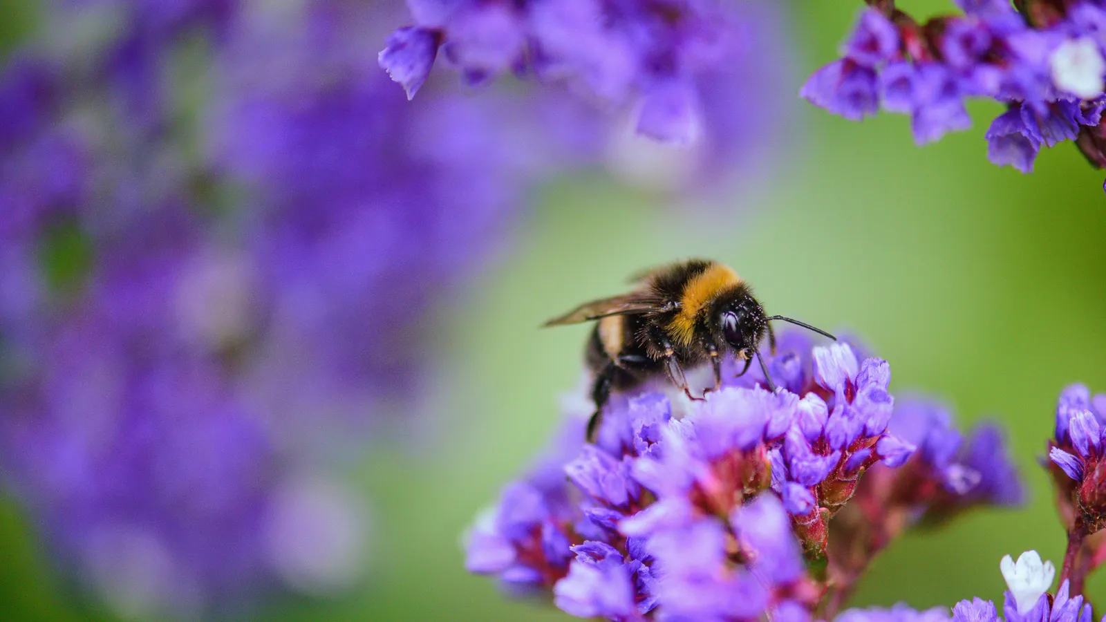 Bloemen en natuur — MONKI achtergrond