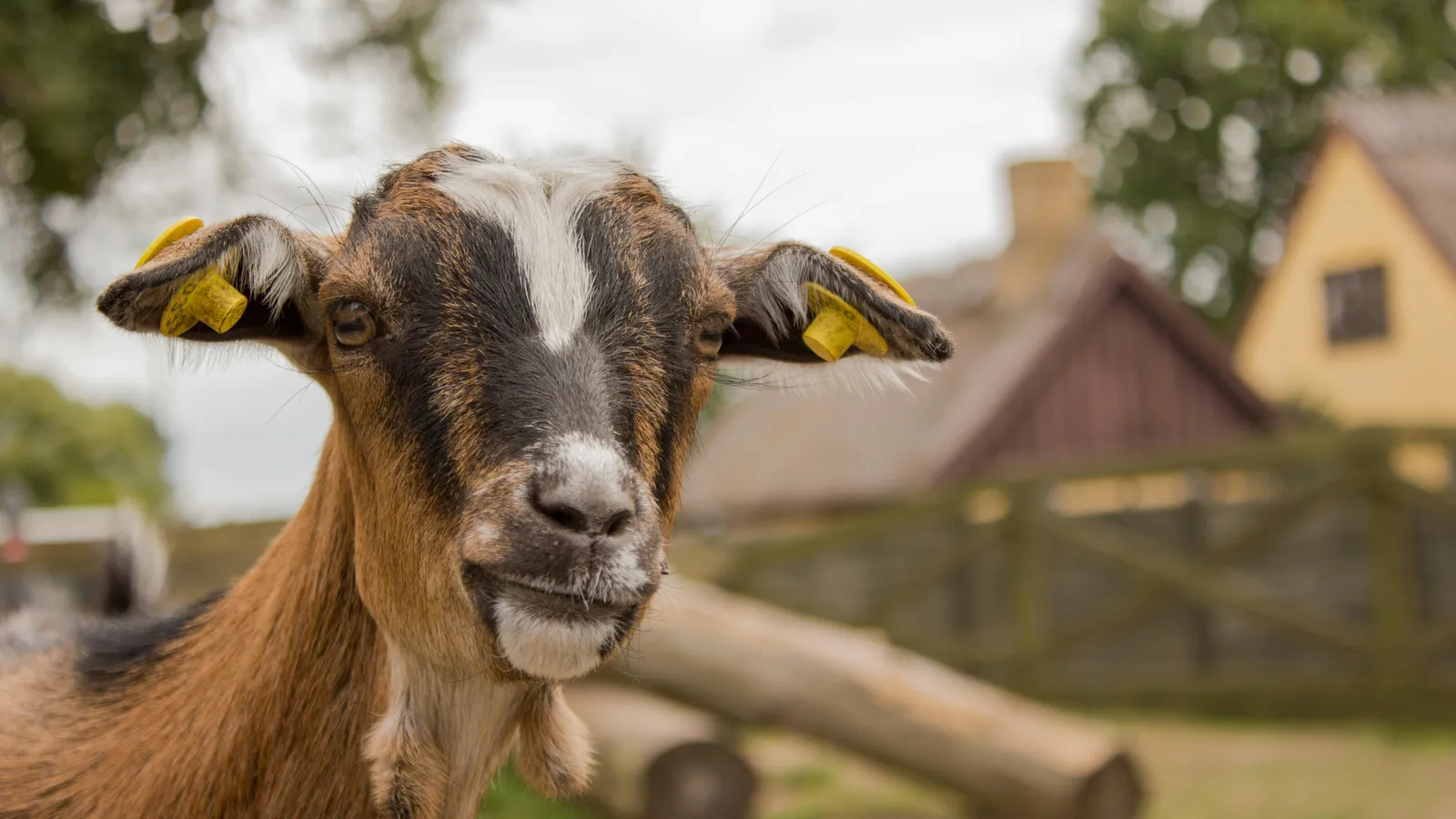 Geiten in de boomgaard — MONKI